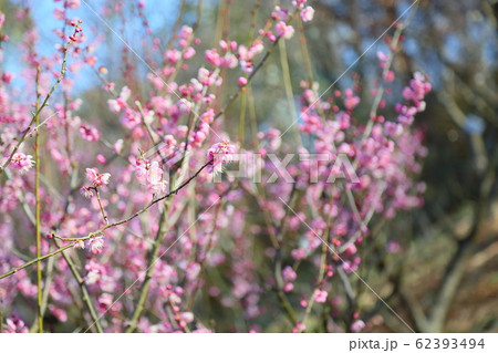 梅の花　道知辺 62393494
