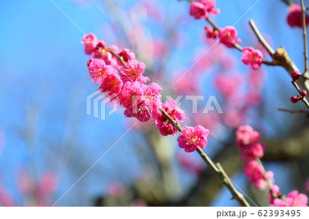 梅の花 唐梅 梅の花 唐梅 62393495