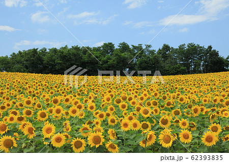 北竜町のひまわり 62393835