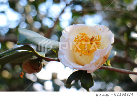 椿　加茂本阿弥 62393874