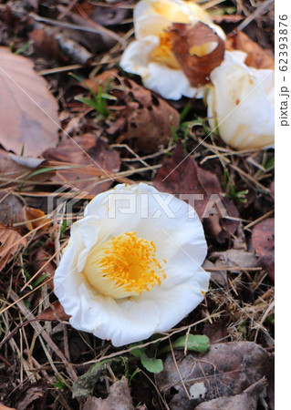 椿　加茂本阿弥 62393876