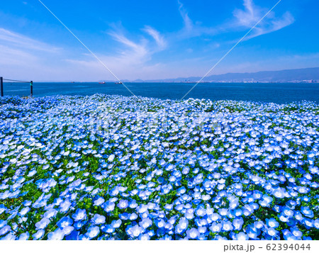 舞洲シーサイドパークのネモフィラ 舞洲シーサイドパークのネモフィラ 62394044