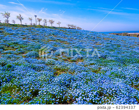 舞洲シーサイドパークのネモフィラ 62394337