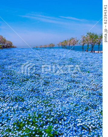舞洲シーサイドパークのネモフィラ 62394341