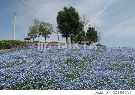 淡路島国営明石海峡公園 淡路島国営明石海峡公園 62394710
