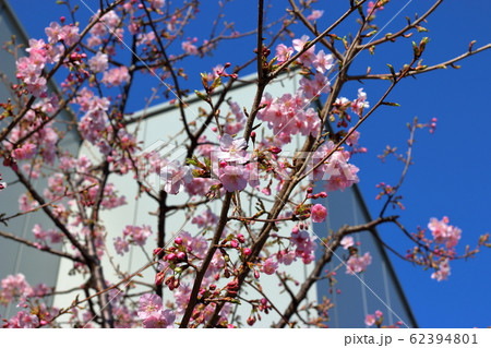 Kawazu-zakura, Kawazu Sakura, early blooming Cherry Blossoms in Tokyo Japan 62394801