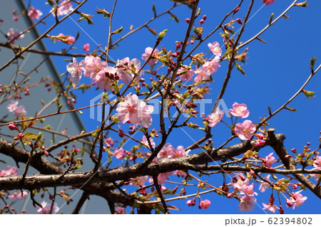Kawazu-zakura, Kawazu Sakura, early blooming Cherry Blossoms in Tokyo Japan 62394802