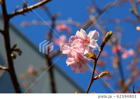 Kawazu-zakura, Kawazu Sakura, early blooming Cherry Blossoms in Tokyo Japan 62394803