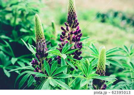Summer natural background. Blooming purple lupine 62395013