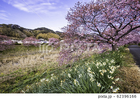 【静岡県】南伊豆町下賀茂温泉・みなみの桜と菜の花まつり 【静岡県】南伊豆町下賀茂温泉・みなみの桜と菜の花まつり 62396166