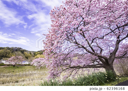 【静岡県】南伊豆町下賀茂温泉・みなみの桜と菜の花まつり 【静岡県】南伊豆町下賀茂温泉・みなみの桜と菜の花まつり 62396168