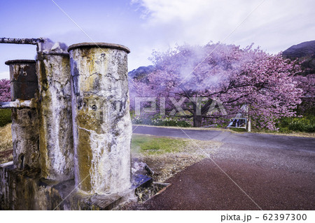 【静岡県】南伊豆町下賀茂温泉・みなみの桜と菜の花まつり 温泉井戸 【静岡県】南伊豆町下賀茂温泉・みなみの桜と菜の花まつり 温泉井戸 62397300