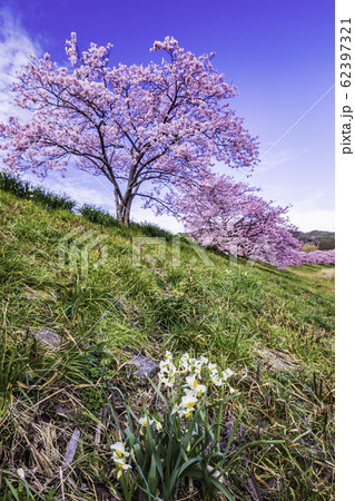 【静岡県】南伊豆町下賀茂温泉・みなみの桜と菜の花まつり　水仙 62397321