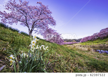 【静岡県】南伊豆町下賀茂温泉・みなみの桜と菜の花まつり　水仙 62397322