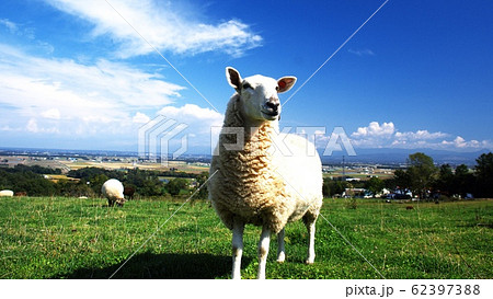 北海道の可愛いひつじの写真素材