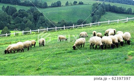 北海道の可愛いひつじの写真素材