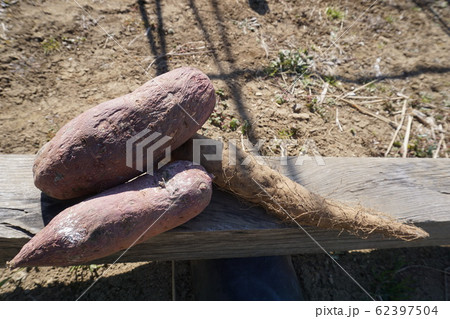 いも　野菜　食べ物　栽培 62397504