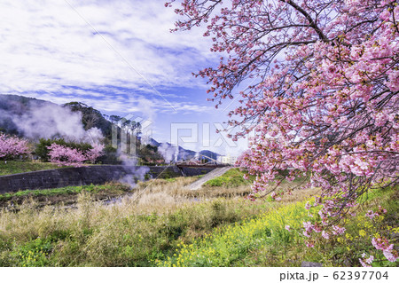 【静岡県】南伊豆町下賀茂温泉・みなみの桜と菜の花まつり 62397704
