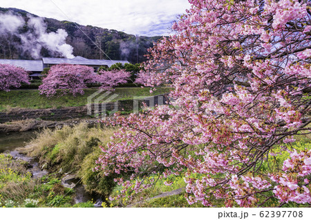 【静岡県】南伊豆町下賀茂温泉・みなみの桜と菜の花まつり 62397708