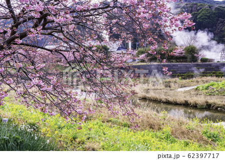 【静岡県】南伊豆町下賀茂温泉・みなみの桜と菜の花まつり 62397717