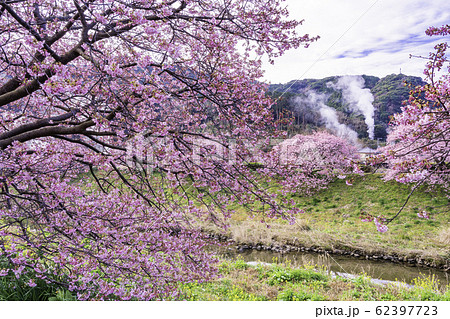 【静岡県】南伊豆町下賀茂温泉・みなみの桜と菜の花まつり 【静岡県】南伊豆町下賀茂温泉・みなみの桜と菜の花まつり 62397723