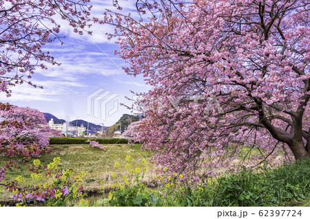 【静岡県】南伊豆町下賀茂温泉・みなみの桜と菜の花まつり 【静岡県】南伊豆町下賀茂温泉・みなみの桜と菜の花まつり 62397724