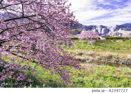【静岡県】南伊豆町下賀茂温泉・みなみの桜と菜の花まつり 62397727
