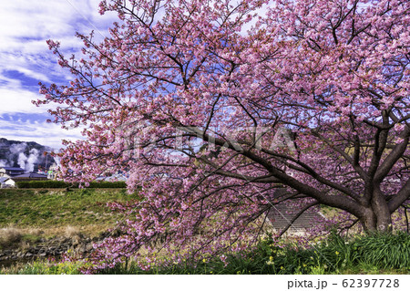 【静岡県】南伊豆町下賀茂温泉・みなみの桜と菜の花まつり 62397728