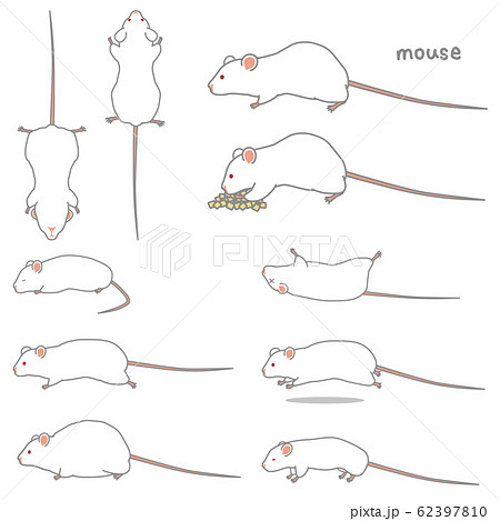 マウスのベクターイラストセット 食事 あおり ふかん うつぶせ 走る 太る やせる のイラスト素材 62397810 Pixta