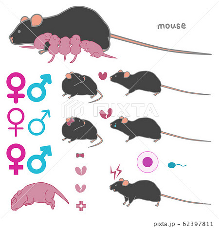 繁殖する 求愛する 失恋する 攻撃的な マウスのベクターイラストセットのイラスト素材