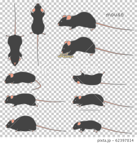 黒いマウスのベクターイラストセット（食事、あおり、ふかん、うつぶせ、走る、太る、やせる） 62397814