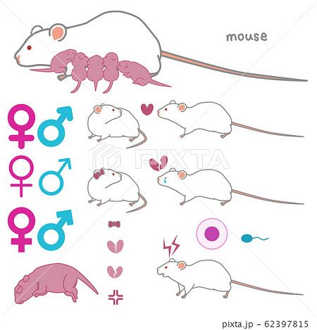 繁殖する 求愛する 失恋する 攻撃的な マウスのベクターイラストセットのイラスト素材
