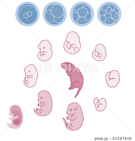 マウス胚 胎児の成長過程のベクターイラストのイラスト素材