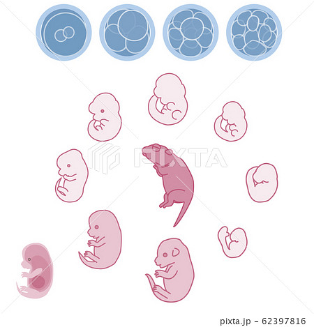 マウス胚 胎児の成長過程のベクターイラストのイラスト素材 62397816 Pixta