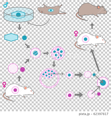 Vector illustration explaining the process of creating a cloned mouse from a frozen mouse 62397817