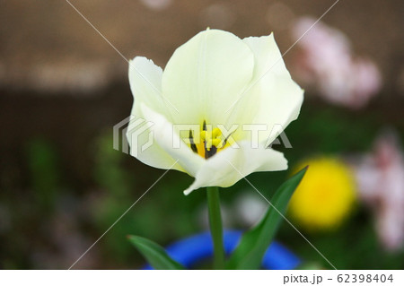 チューリップの花 チューリップの花 62398404