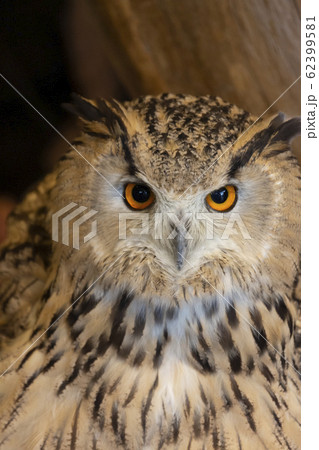 トルクメニアンワシミミズク 62399581