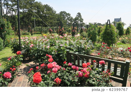 浜寺公園ばら庭園~まちの景~ 浜寺公園ばら庭園~まちの景~ 62399767