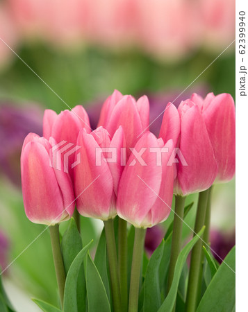 ピンクのチューリップの写真素材