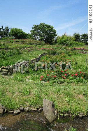 浜寺公園ばら庭園～里の景～ 62400141