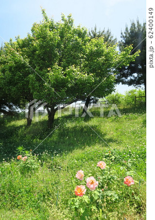 浜寺公園ばら庭園～海辺の景～ 62400149