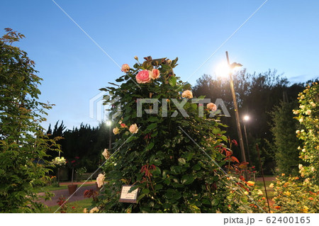 浜寺公園ばら庭園~まちの景~ 浜寺公園ばら庭園~まちの景~ 62400165