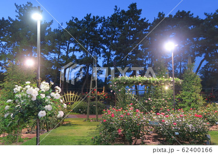 浜寺公園ばら庭園~まちの景~ 浜寺公園ばら庭園~まちの景~ 62400166