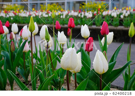 冬咲きチューリップ・・・花の郷 62400218