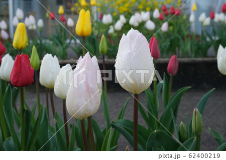 冬咲きチューリップ 花の郷の写真素材