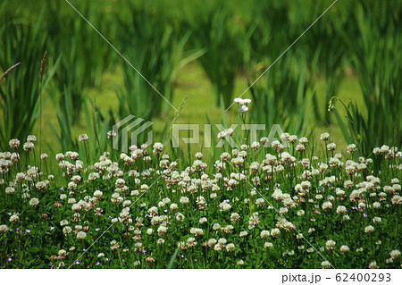 クローバー 62400293