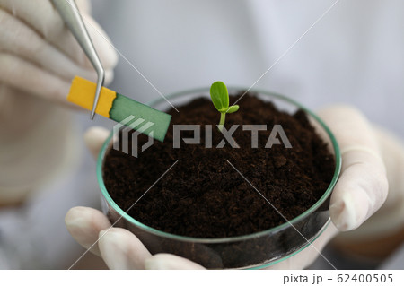 Stem growth in laboratory, soil chemical sample. Stem growth in laboratory, soil chemical sample. 62400505
