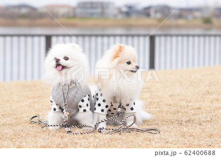 笑顔が素敵なワンコ 笑顔が素敵なワンコ 62400688