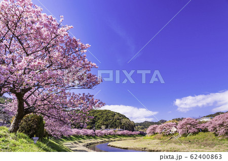 【静岡県】南伊豆町下賀茂温泉・みなみの桜と菜の花まつり 62400863