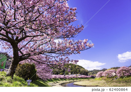 【静岡県】南伊豆町下賀茂温泉・みなみの桜と菜の花まつり 62400864